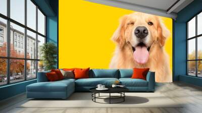 funny golden retriever dog blinking eye with mouth open on yellow background Wall mural