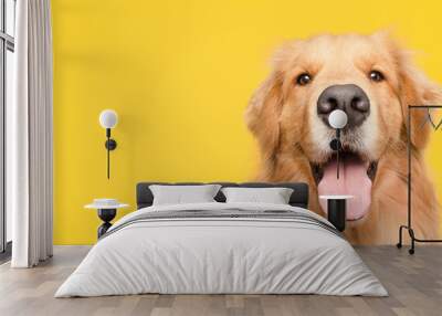 happy adult golden retriever dog smiling on isolated yellow background Wall mural