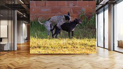 couple of stray dogs copulating Wall mural