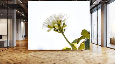 Pekea Nut Flower Wall mural