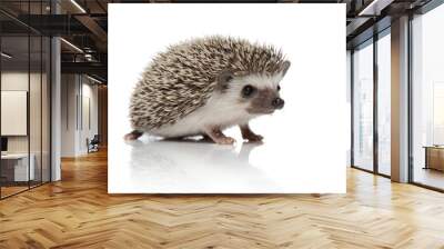 cute african hedgehog walking on white background Wall mural