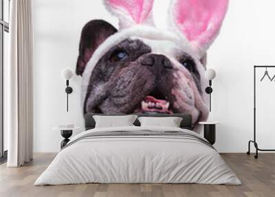 panting french bulldog wearing easter bunny ears looks up Wall mural