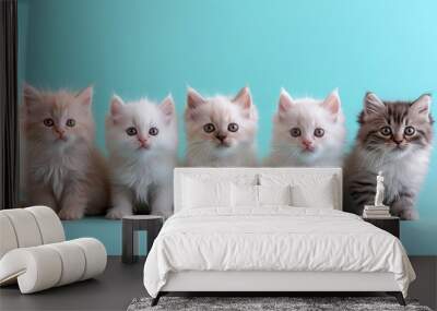 team of five cute white persian baby cats sitting Wall mural