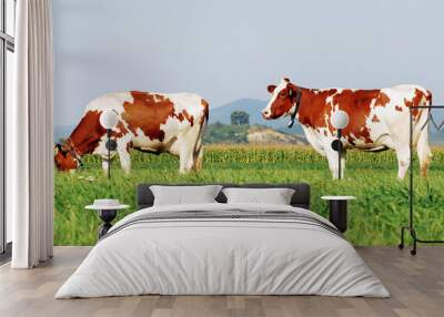 two brown cows on a grass field Wall mural