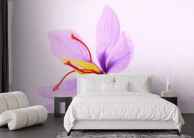 Close up of saffron flowers Wall mural