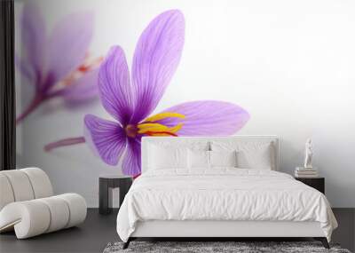 close up of saffron flowers Wall mural