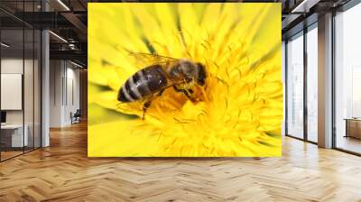 Honeybee on yellow flower Wall mural