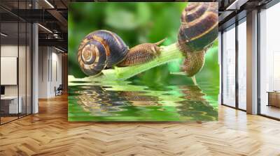 Snails crawling on plant with water and reflection Wall mural