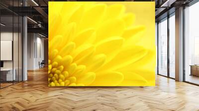 Yellow chrysanthemum petals macro shot Wall mural