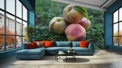 Ripe juicy peaches with a yellow-pink skin lie on the green grass on a sunny summer day Wall mural