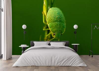 Selective focus shot of a green bug on plant against a green background Wall mural