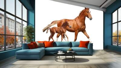 Cute chestnut foal and his mother trotting on white background Wall mural