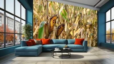 Corn field Wall mural