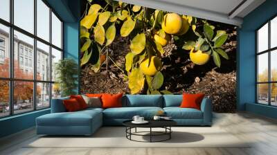 Grapefruits hanging on branch from citrus tree close to the ground. Low hanging fruit concept. Wall mural