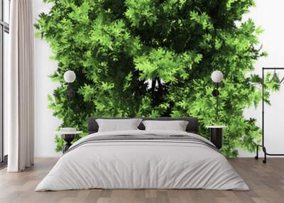 Oak tree top view isolated - 3d rendering Wall mural