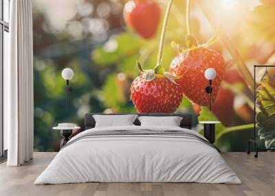 Close-up of ripe red strawberries hanging on vine in warm sunlight Wall mural