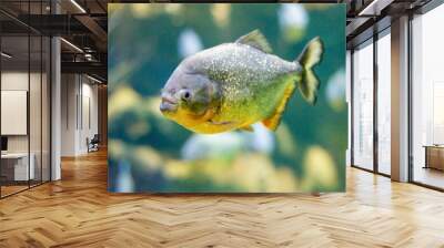 The golden piranha floats peacefully under the water. Wall mural