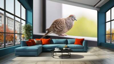 A lonely brown dove perched on the floor against a nature roof background. Wall mural