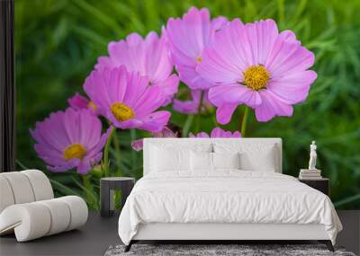 Pink cosmos flower blooming in the field garden. Spring season. Wall mural