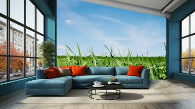 Green wheat field in the spring Wall mural