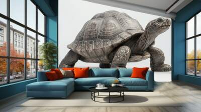 Giant Tortoise,  isolated on white background. Wall mural