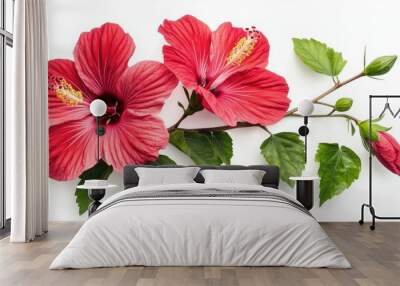 Two red hibiscus flowers with green leaves and buds isolated on white background. Wall mural