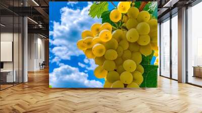 A bunch of white grapes hanging from a vine in a vineyard Wall mural