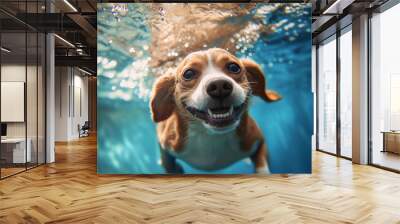 photo of a cute and happy smiling beagle swimming underwater with beautiful blue water Wall mural