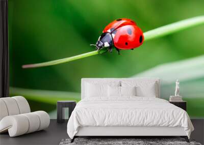 macro photo of ladybug in the green grass. macro bugs and insects world. nature in spring concept. Wall mural