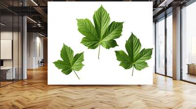 green leafs isolated Wall mural