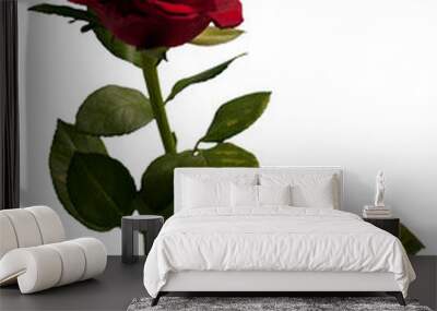 red rose isolated Wall mural