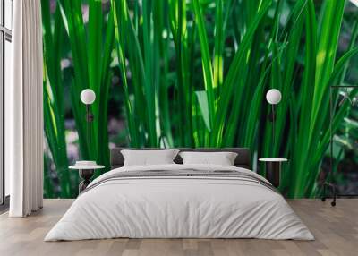 Green fresh grass on a sunny day in the garden. Spring image. Wall mural