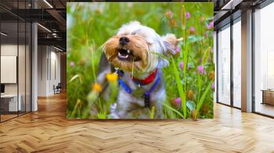 A funny little Yorkshire terrier dog with open mouth chewing on grass in a blooming meadow in summer, spring. Funny furry puppy on a natural landscape among yellow, pink flower. Cute doggy, pet canine Wall mural