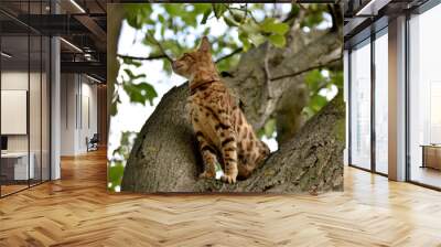 Bengal cat hunting on the tree in autumn Wall mural