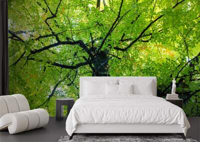 Bottom view of branchy tree with fresh young green foliage on the branches. View from below upwards of a tall tree crown growing in a forest, park. Rebirth of nature in spring. Deciduous tree treetop. Wall mural