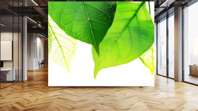 Green foliage texture of tree leaves isolated on white background for copy space. Nature textured leaves branch wallpaper. Summer plants banner for text heading.  Wall mural