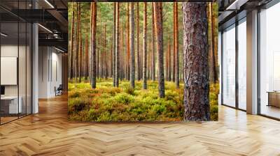 Beautiful Latvian forest landscape in autumn colors.  Amazing sea side Pine tree forests with fresh and soft moss ground. Wall mural