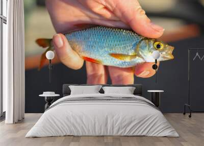 Rudd fish or Scardinius erythrophthalmus with open mouth in a fisherman hand close-up. A fish of a carp family of Europe, Asia. Fishing on freshwater lakes in sunny day. Hunting and fishing concept. Wall mural