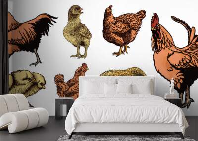 Vector color set of newborn chicks  and roosters isolated on white,graphical drawing Wall mural