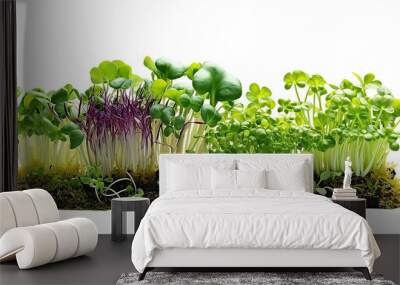 3d rendering close up fresh organic assortment of microgreens isolated on transparent background. Growing cabbage, alfalfa, sunflower, arugula, mustard sprouts. Healthy lifestyle concept Wall mural