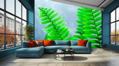 fern, houseplant. Fern leaves on the background of a Sunny window. Wall mural