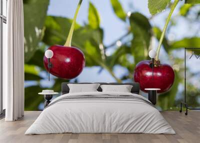  Pair of cherries Wall mural