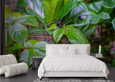 A mottled butterfly that sits on a green leaf in a summer garden in clear weather Wall mural