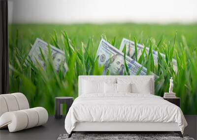 American one hundred dollar bills in green grass, close up. Growth of investment, savings, financial wealth, shown by laying money on the fresh green lawn as symbol Wall mural