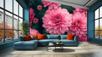 Beautiful pink chrysanthemum flower in the garden. Wall mural