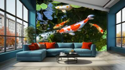 Colorful decorative fish float in an artificial pond, view from above Wall mural