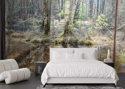 early spring swamp in the forest, sunny day Wall mural