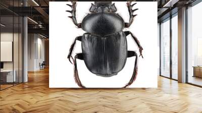 beetle - sacred scarab (scarabaeus sacer) isolated on white Wall mural