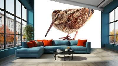 Eurasian Woodcock (Scolopax rusticola) isolated on white Wall mural