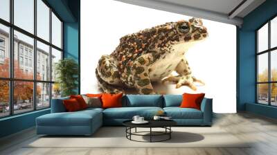 green toad (Bufo viridis) over white Wall mural